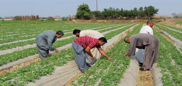 بحث عن الفلاح في العصر الحديث