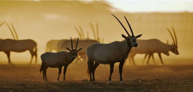 بحث عن الحيوانات المهددة بالانقراض في المملكة والجهود المبذولة للحفاظ عليها