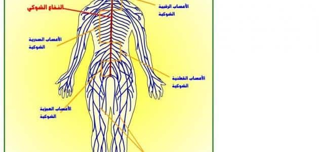 بحث عن الجهاز العصبي ووظائفه