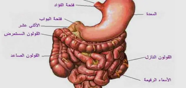 بحث عن الجهاز الهضمي للإنسان