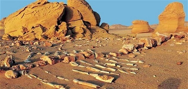 بحث عن المحميات الطبيعية في مصر