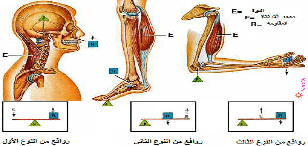 بحث عن انواع الروافع في جسم الإنسان