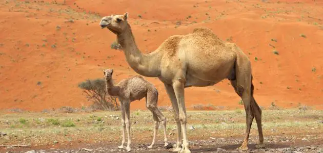 بحث عن الجمل مختصر