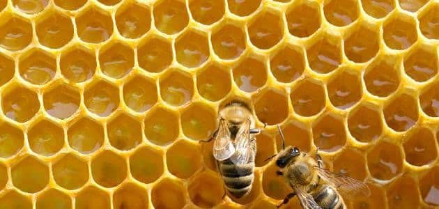 مقدمة عن العسل وفوائده