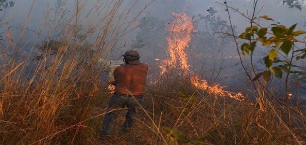 موضوع عن دور الإنسان في تدمير غابات الأمازون