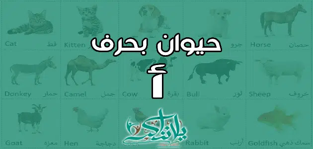 اسم حيوان بحرف الألف أ