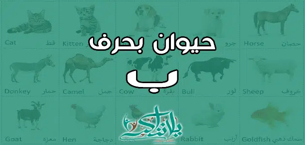 اسم حيوان بحرف الباء ب