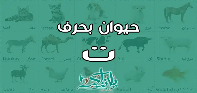 3.png.webp