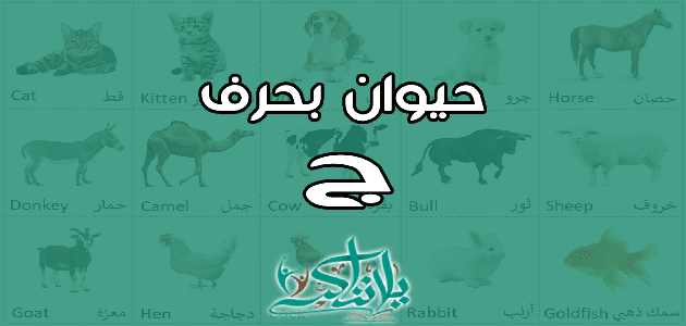 اسم حيوان بحرف الجيم ج
