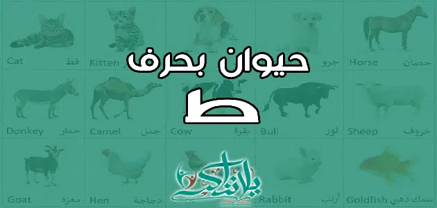 اسم حيوان بحرف الطاء ط