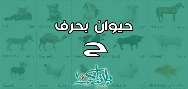 اسم حيوان بحرف الحاء ح