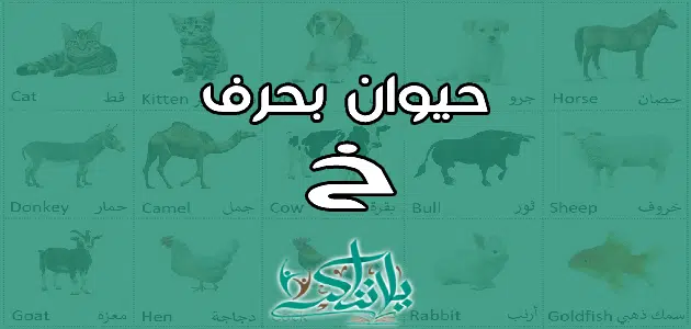 اسم حيوان بحرف الخاء خ
