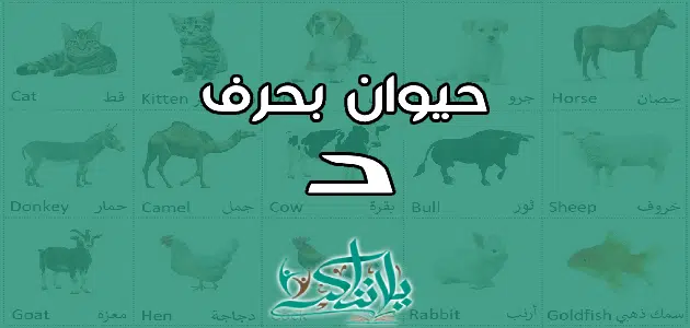 اسم حيوان بحرف الدال د