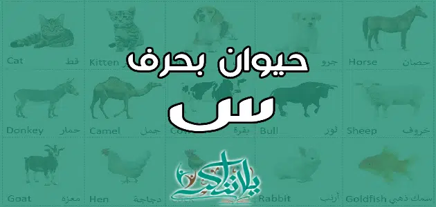 اسم حيوان بحرف السين س