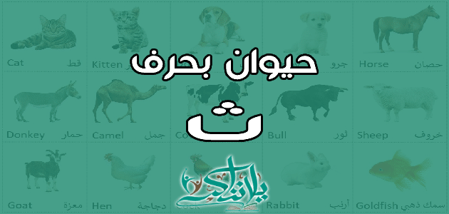 اسم حيوان بحرف الثاء ث