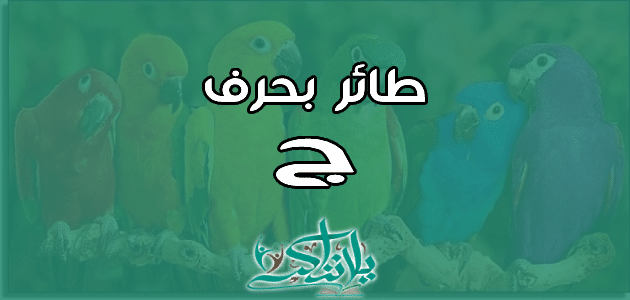 اسم طائر بحرف الجيم ج