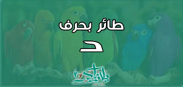 اسم طائر بحرف الدال د