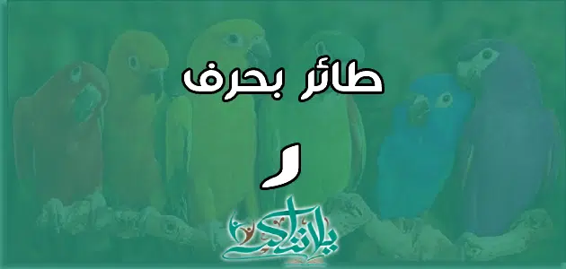 اسم طائر بحرف الراء ر