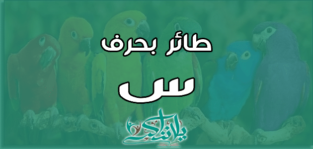 اسم طائر بحرف السين س