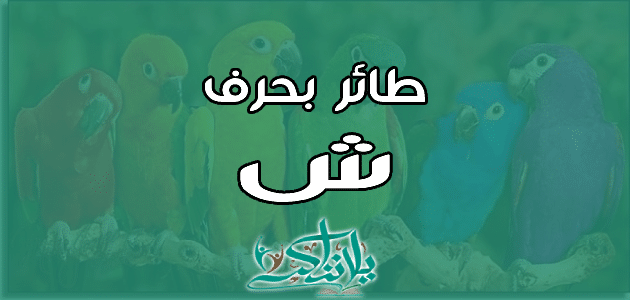 اسم طائر بحرف الشين ش
