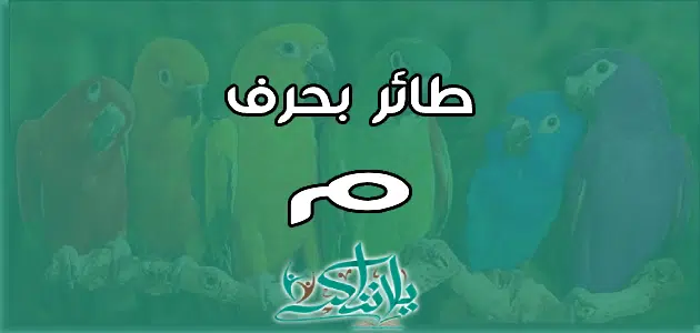 اسم طائر بحرف الميم م