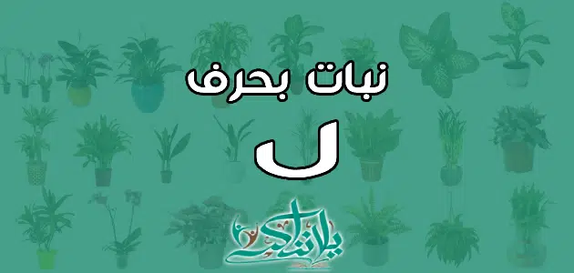 اسم نبات بحرف اللام ل - يلا نذاكر