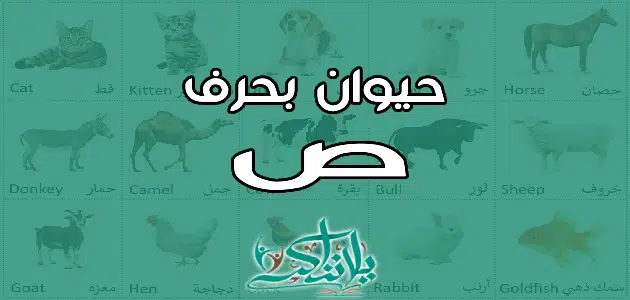 اسم حيوان بحرف الصاد ص