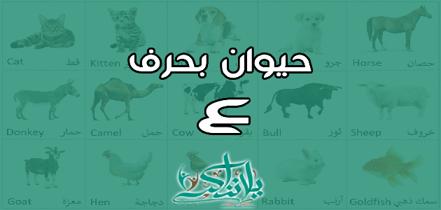 اسم حيوان بحرف العين ع