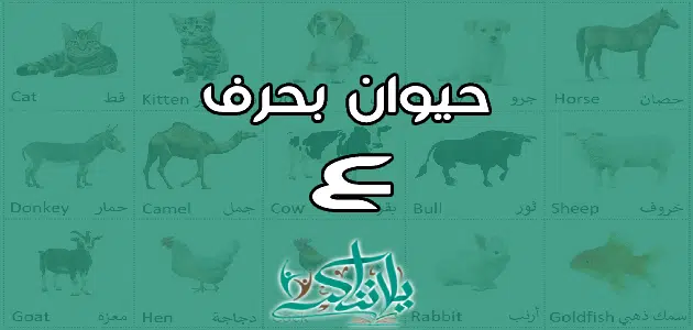 اسم حيوان بحرف العين ع