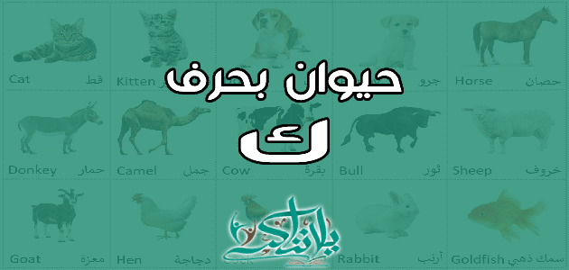 اسم حيوان بحرف الكاف ك
