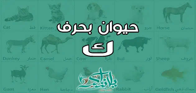 اسم حيوان بحرف الكاف ك