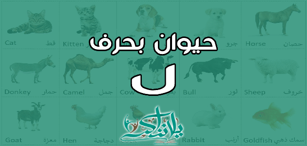 اسم حيوان بحرف اللام ل