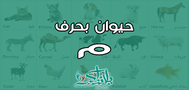 اسم حيوان بحرف الميم م