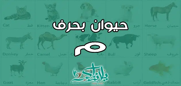 اسم حيوان بحرف الميم م