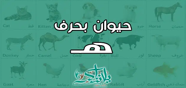 اسم حيوان بحرف الهاء ه