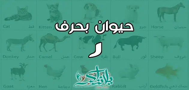 اسم حيوان بحرف الراء ر