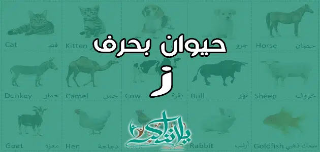 اسم حيوان بحرف الزاي ز