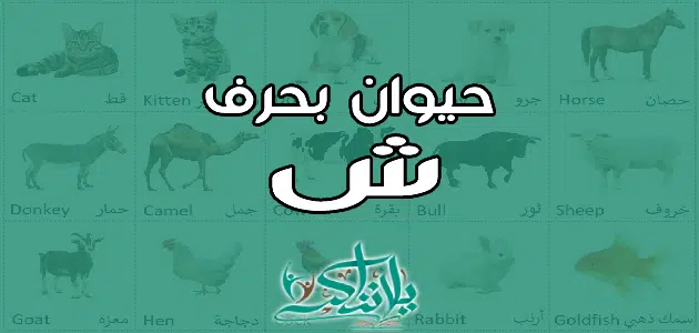 اسم حيوان بحرف الشين ش