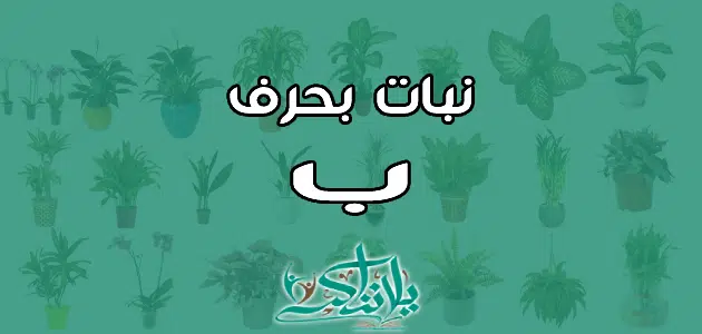 اسم نبات بحرف الباء ب