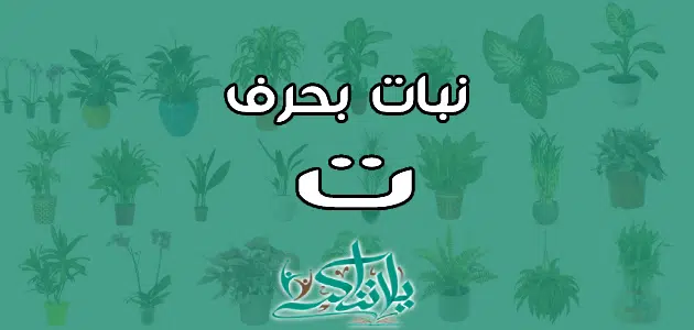 اسم نبات بحرف التاء ت 