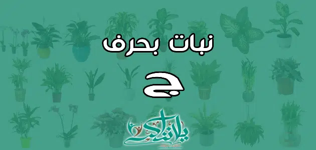 اسم نبات بحرف الجيم ج 