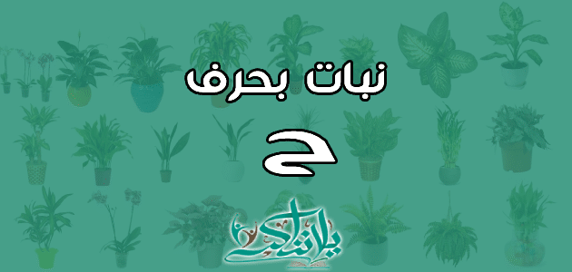 اسم نبات بحرف الحاء ح