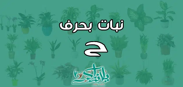 اسم نبات بحرف الحاء ح