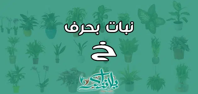 اسم نبات بحرف الخاء خ