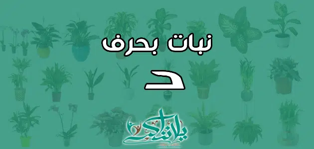 اسم نبات بحرف الدال د