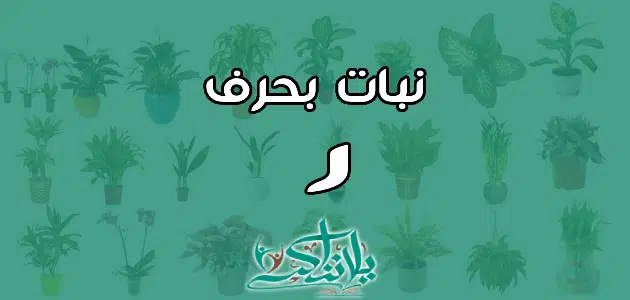 اسم نبات بحرف الراء ر