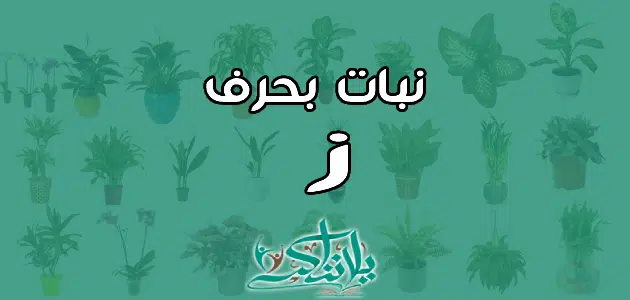 اسم نبات بحرف الزاي ز