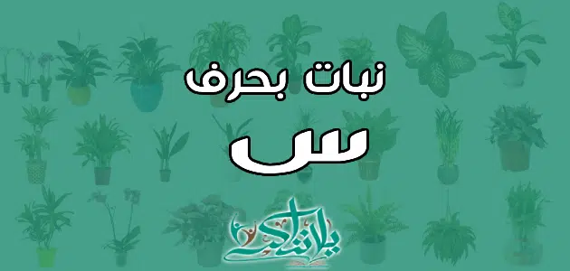 اسم نبات بحرف السين س