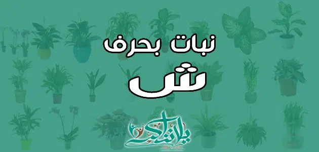 اسم نبات بحرف الشين ش