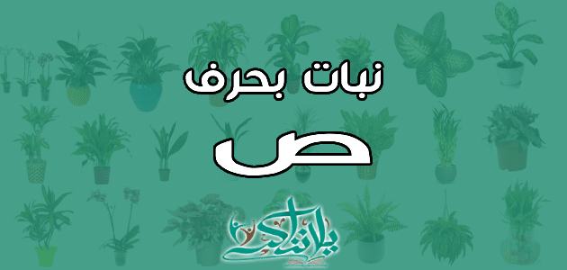 اسم نبات بحرف الصاد ص